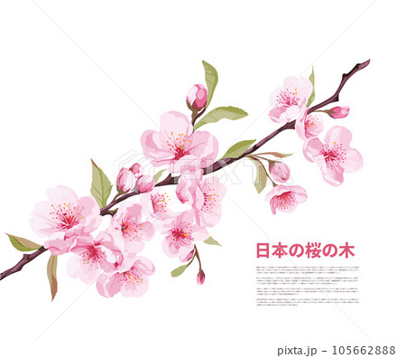 Branch with flowers. Japanese tree. Sakura. Vector illustration isolated on white 105662888