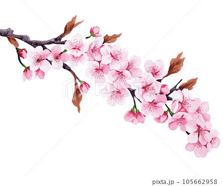 Branch with flowers. Japanese tree. Sakura. Vector illustration isolated on white 105662958