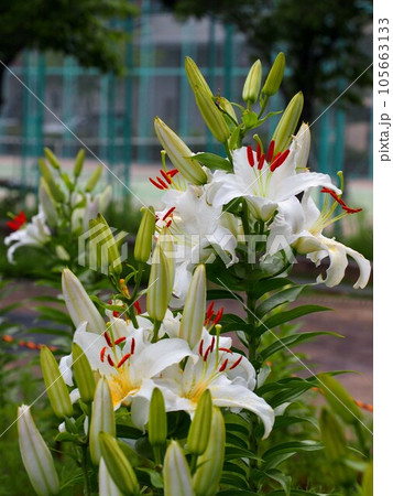 下の方から咲き始めたカサブランカの花々(花壇の白百合の花とつぼみ) 下の方から咲き始めたカサブランカの花々(花壇の白百合の花とつぼみ) 105663133