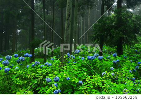 館山史跡公園の紫陽花 館山史跡公園の紫陽花 105663258