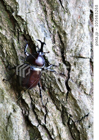 猛暑で有名な鳩山町愛郷の里の森に生息しているカブトムシのオス 猛暑で有名な鳩山町愛郷の里の森に生息しているカブトムシのオス 105663268