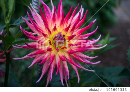 Closeup of pink dahlia flower in a public garden Closeup of pink dahlia flower in a public garden 105663338