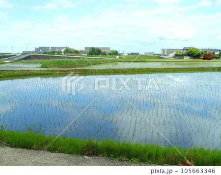 初夏の青空を映す郊外の植田風景 105663346