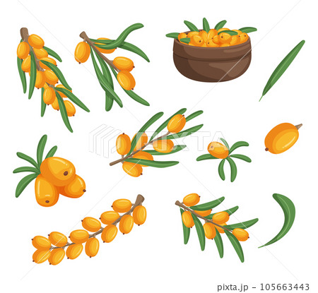 Sea Buckthorn Bright Orange Berries, Branches and Leaves, Rich In Vitamins, Antioxidants, And Omega Fatty Acids 105663443