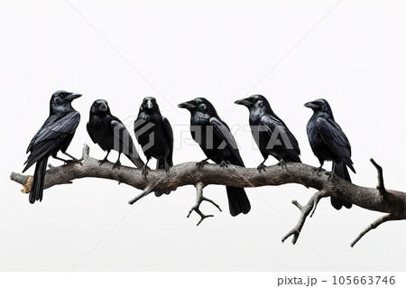 Image of group of crows on a branch on a white background. Birds. Animals. Illustration, Generative AI. Image of group of crows on a branch on a white background. Birds. Animals. Illustration, Generative AI. 105663746