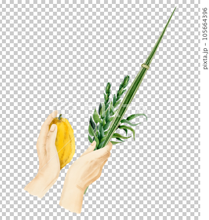 Waving the Lulav watercolor illustration isolated on white background for Jewish Sukkot holiday. Man's hands holding four species of palm leaf, myrtle, willow and Etrog 105664396