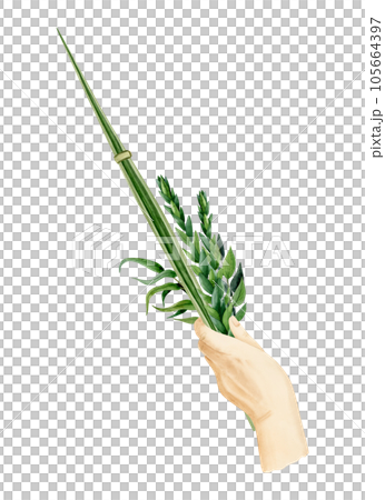 Hand holding Lulav watercolor illustration isolated on white background for Jewish Sukkot holiday. Man's hand with traditional plants of palm leaf, myrtle, willow Hand holding Lulav watercolor illustration isolated on white background for Jewish Sukkot holiday. Man's hand with traditional plants of palm leaf, myrtle, willow 105664397