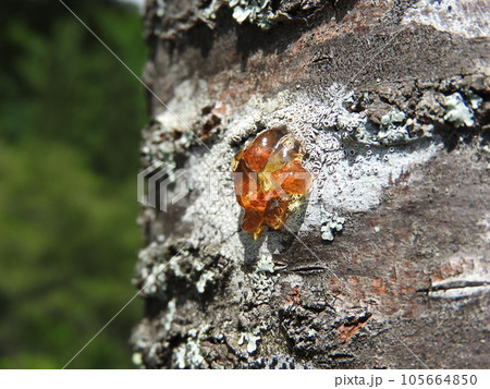 桜の幹から染み出した樹液（ヤニ） 105664850