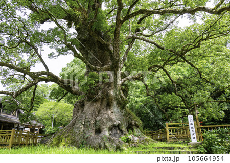 日本一の巨樹に認定されている蒲生のクス（鹿児島県姶良市） 105664954