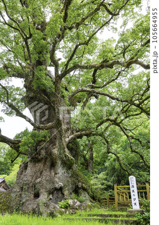 日本一の巨樹に認定されている蒲生のクス（鹿児島県姶良市） 105664955