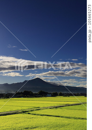 青空の下の鳥取県の伯耆大山と稲の緑が美しい夏の田園風景 105665273