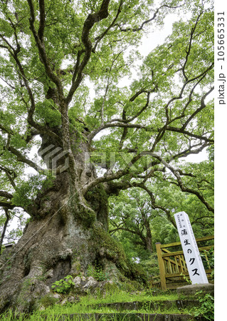 日本一の巨樹に認定されている蒲生のクス（鹿児島県姶良市） 105665331
