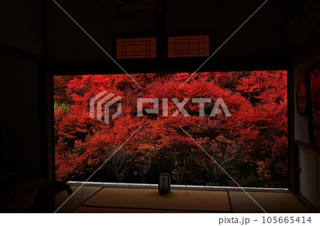 安国寺のドウダンツツジ 105665414