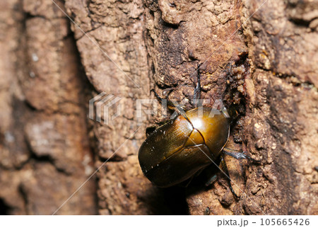 クヌギの樹液を吸いにやっていた銅褐色のカナブン(晴天、屋外マクロ撮影) クヌギの樹液を吸いにやっていた銅褐色のカナブン(晴天、屋外マクロ撮影) 105665426