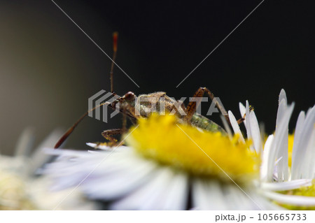 ハルジオンの花でお食事中のプチヒゲヘリカメムシの顔(マクロレンズ使用・自然光・接写写真) ハルジオンの花でお食事中のプチヒゲヘリカメムシの顔(マクロレンズ使用・自然光・接写写真) 105665733