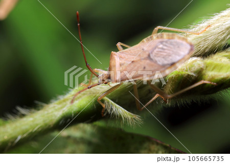 草地を移動するホシハラビロヘリカメムシの成虫（マクロレンズ使用・屋外自然光・接写写真） 105665735