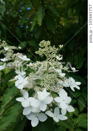 アジサイ科の爽やかな白い花「ノリウツギ」 アジサイ科の爽やかな白い花「ノリウツギ」 105665757