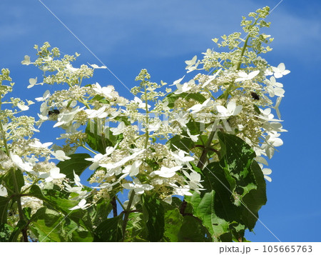 アジサイ科の爽やかな白い花「ノリウツギ」 アジサイ科の爽やかな白い花「ノリウツギ」 105665763