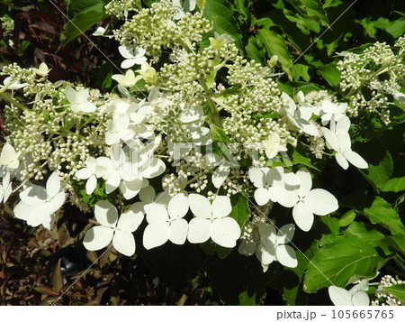 アジサイ科の爽やかな白い花「ノリウツギ」 アジサイ科の爽やかな白い花「ノリウツギ」 105665765