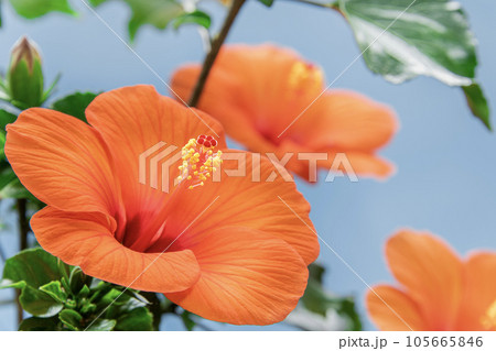 鮮やかなハイビスカス　サマーブリーズ 105665846