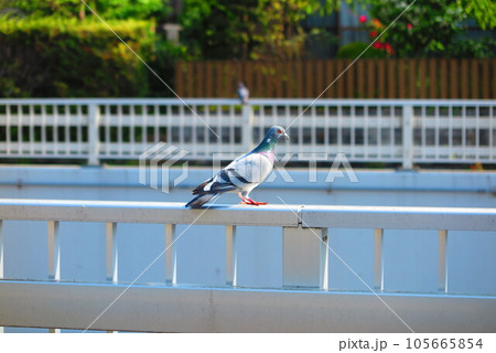 橋の手すりにとまる鳩の風景1 105665854