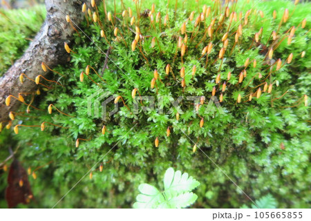 山の苔の接写の風景1 山の苔の接写の風景1 105665855
