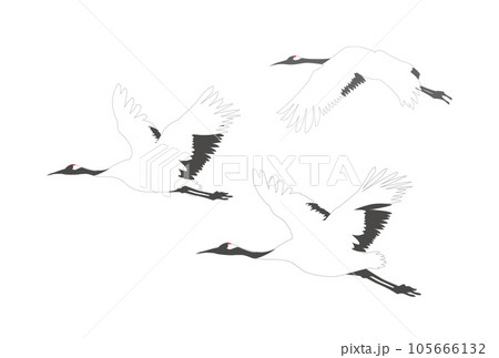 鶴　飛ぶ　飛翔 105666132