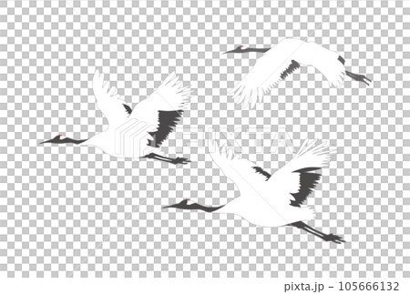 鶴　飛ぶ　飛翔 105666132