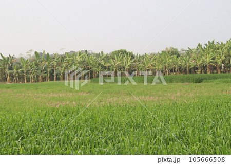 raw wheat farm for harvest are cash crops raw wheat farm for harvest are cash crops 105666508