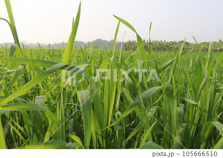 raw wheat farm for harvest are cash crops raw wheat farm for harvest are cash crops 105666510