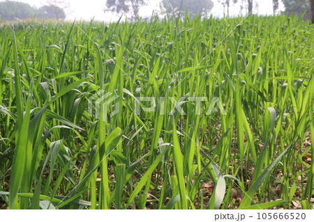 raw wheat farm for harvest are cash crops 105666520