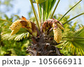 椰子の木の花（シュロの木の花） 105666911