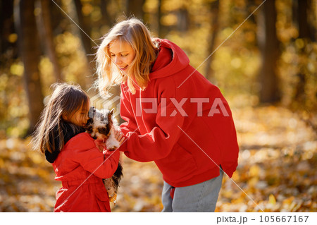 Young woman with little girl walking in autumn forest. Blonde woman play with her daughter and yorkshire terrier dog. Mother and daughter wearing jeans and red jackets. 105667167