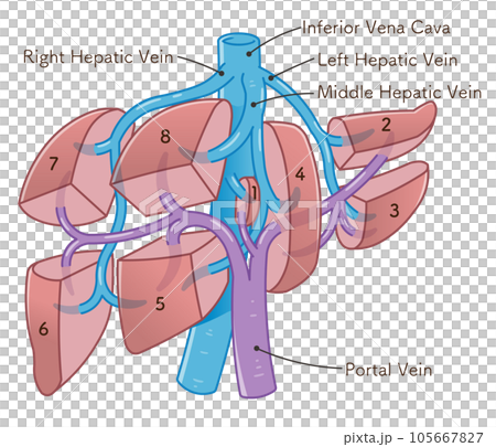 五臟六腑 結構 矢量 105667827