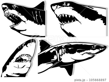 Set of Four Great White Shark Drawings 105668897