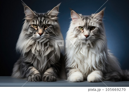 Majestic adult Maine Coon cats laying side by side, looking at camera on dark blue background Majestic adult Maine Coon cats laying side by side, looking at camera on dark blue background 105669270