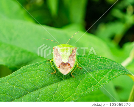 夏の昆虫のいる景色　葉にとまるカメムシ 105669370