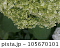 白い紫陽花 105670101