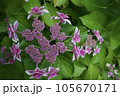 ピンク色の八重のガクアジサイ 105670171