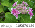 ピンク色の八重のガクアジサイ 105670189