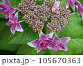 ピンク色の八重のガクアジサイ 105670363