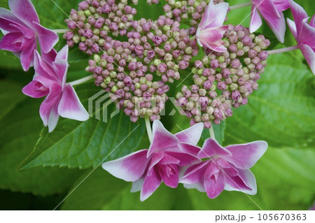 ピンク色の八重のガクアジサイ 105670363