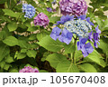 紫色の紫陽花のある風景 105670408