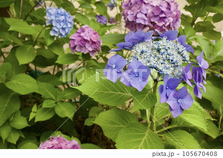 紫色の紫陽花のある風景 105670408