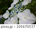 ガクアジサイ　白い装飾花と青い両性花 105670537