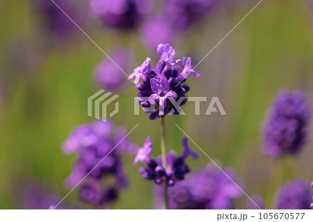 ラベンダー、濃紫早咲が見頃 105670577