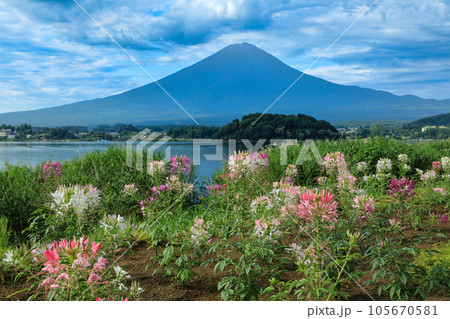 クレオメ咲く河口湖大石公園から望む夏富士　山梨県河口湖町 105670581