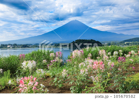 クレオメ咲く河口湖大石公園から望む夏富士　山梨県河口湖町 105670582