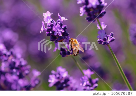 ラベンダー、濃紫早咲が見頃とハチ 105670587