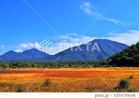 秋の奥日光　小田代原の草紅葉／栃木県日光 105670686